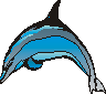 Dolphin Watching